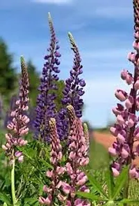 Lupin flower seeds,high germination (55 seeds)-thumb1