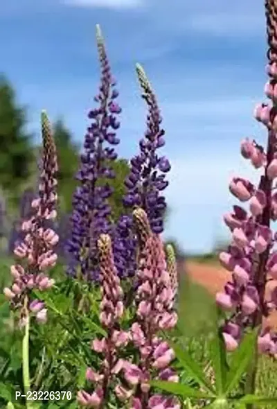 Lupin flower seeds,high germination (55 seeds)-thumb2