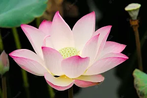 Lotus seeds for planting in water, Water planting seeds for lotus flower, 100% germination water lotus plant seeds ( 12 seeds)-thumb3