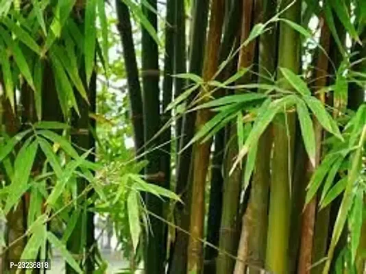 Indoor bamboo seeds for planting,High germination (35 seeds)-thumb0
