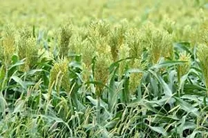 Sorghum sweet sudan grass seeds,grass seeds of sorgum sweet sudan (4000 seeds)-thumb3