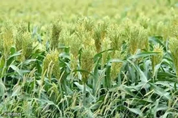 Sorghum sweet sudan grass seeds,grass seeds of sorgum sweet sudan (4000 seeds)-thumb4