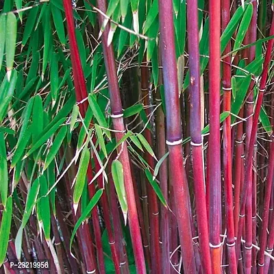 Bamboo plant seeds outdoor (350 seeds)