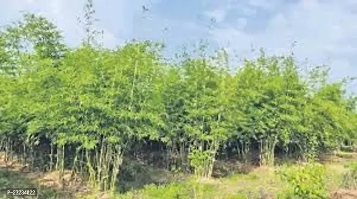 Hybrid bamboo seeds for planting,High germination (30 seeds)