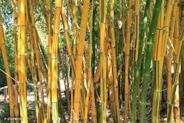 Bamboo plant seeds for home garden (500 seeds)-thumb4