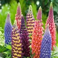 Lupin flower seeds,high germination (35 seeds)-thumb2