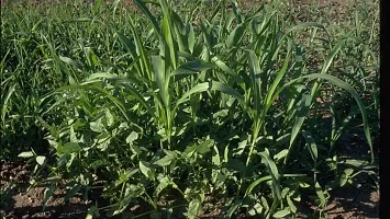 Sorghum sudan grass seeds, Sudan sorghum grass seeds, Best sorghum seeds for sudan grass ( 1000 seeds )-thumb1