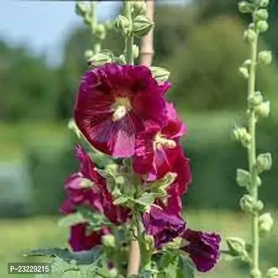 Hollyhock double flower seedshigh germination (26 seeds)-thumb0