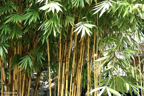 Bamboo plant seeds (350 seeds)