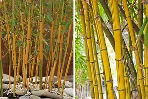 Yellow bamboo plant seeds (400 seeds)-thumb2