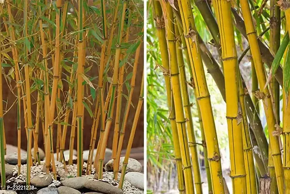 Yellow bamboo plant seeds (400 seeds)-thumb3