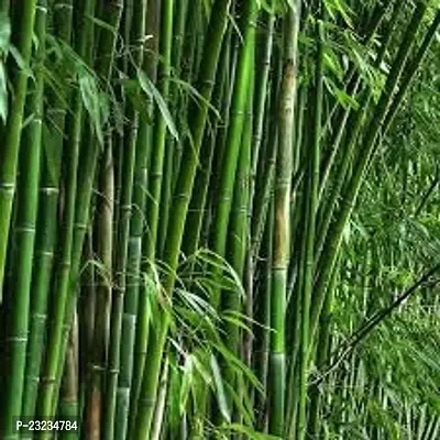 Outdoor farm bamboo seeds and plants,High germination (45 seeds)