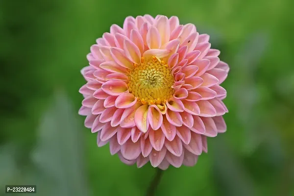 Summer flower seeds, Flower seeds for summer, Seeds for flower in summer season ( 120 seeds ) - 100% Germination-thumb2