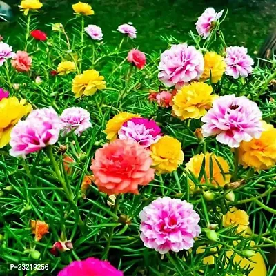 Flower seeds for home garden, Home garden flower seeds , Seeds for flower in home garden ( 120 seeds ) - 100% Germination-thumb5