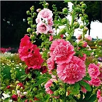 Hollyhock double flower seedshigh germination (18 seeds)-thumb1