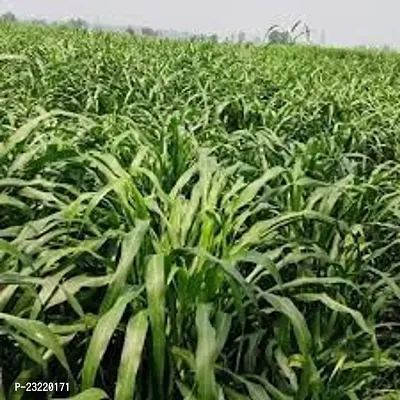 Sorghum sudan grass seeds, Sudan sorghum grass seeds, Best sorghum seeds for sudan grass ( 8000 seeds )-thumb0