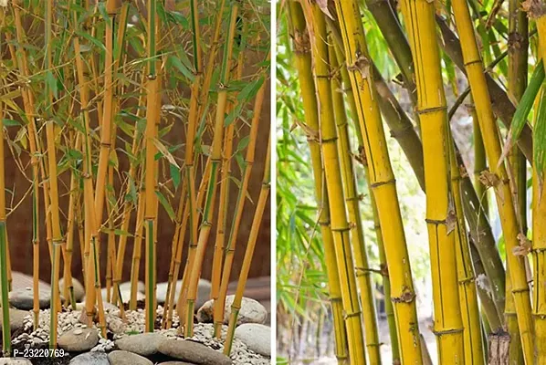 Yellow bamboo plant seeds (350 seeds)-thumb3