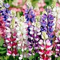 Lupin flower seeds,high germination (50 seeds)-thumb3