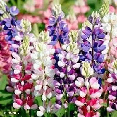 Lupin flower seeds,high germination (50 seeds)-thumb4