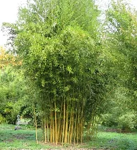 Yellow bamboo plant seeds (450 seeds)-thumb1