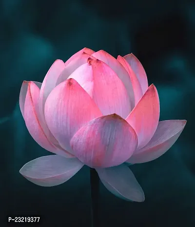 Lotus seeds mix colour, Mix colour seeds for lotus flower, 100% germination mix colour lotus plant seeds ( 16 seeds)