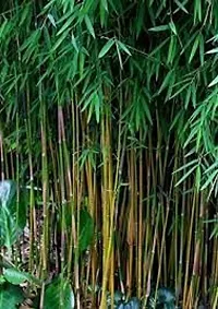 Indoor bamboo seeds for planting,High germination (50 seeds)-thumb2