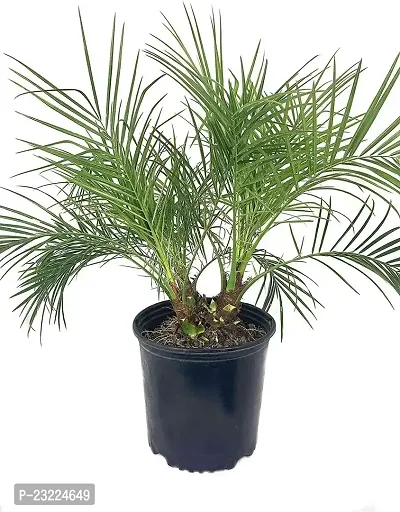Areca palm seeds, High germination (25 seeds)-thumb2