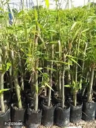 Bamboo seeds combo,High germination (25 seeds)-thumb0