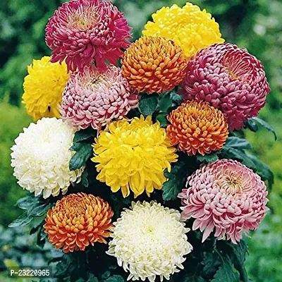 Chrysanthemum flower seeds, Flower seeds for chrysanthemum, Seeds for chrysanthemum flower ( 80 seeds )-thumb0