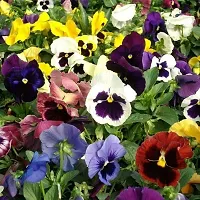 Garden flower seeds, Flower seeds for garden , Seeds for flower in garden ( 120 seeds ) - 100% Germination-thumb2