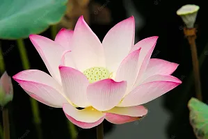 Lotus seeds for planting, Planting seeds for lotus flower, 100% germination lotus plant seeds ( 10 seeds)-thumb2