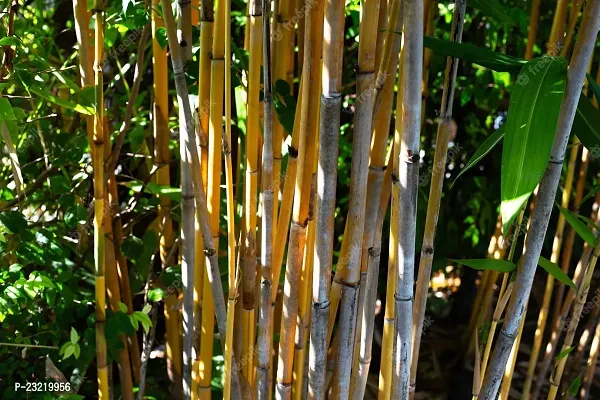 Bamboo plant seeds outdoor (350 seeds)-thumb2