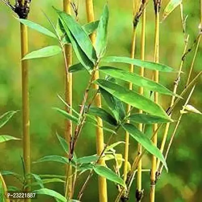 Bamboo plant seeds for home garden (450 seeds)
