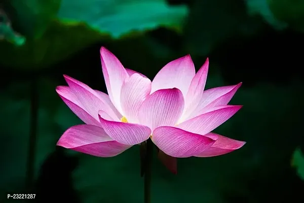 Lotus seeds mix colour, Mix colour seeds for lotus flower, 100% germination mix colour lotus plant seeds ( 8 seeds)-thumb0