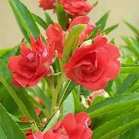 Balsam double mixed flower seeds (120 seeds)-thumb4