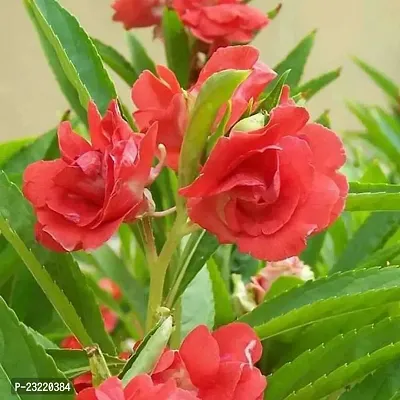 Balsam double mixed flower seeds (120 seeds)-thumb5