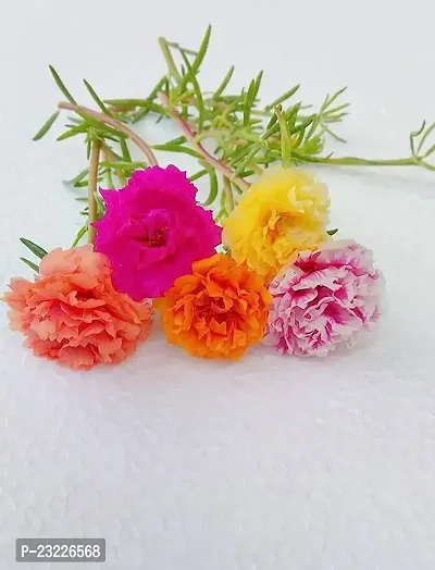 Portulaca double flower plant live multicolour (6 Cuttings Different Colour)