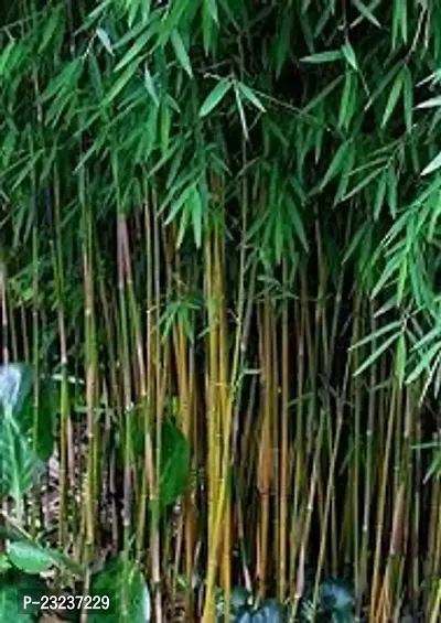 Bamboo seeds combo,High germination (15 seeds)-thumb0