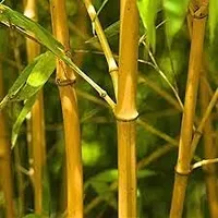 Hybrid bamboo seeds for planting,High germination (25 seeds)-thumb3