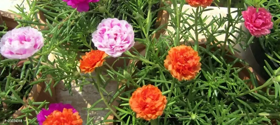 Portulaca double flower plant live multicolour (4 Cuttings Different Colour)-thumb3