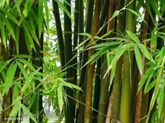Bamboo plant seeds for home gardening,High germination (45 seeds)-thumb0