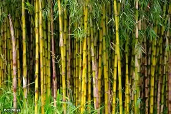 Bamboo seeds for fencing,High germination (40 seeds)-thumb3
