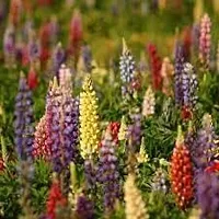 Lupin flower seeds,high germination (55 seeds)-thumb4