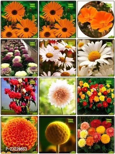 Flower seeds for home garden, Home garden flower seeds , Seeds for flower in home garden ( 140 seeds ) - 100% Germination