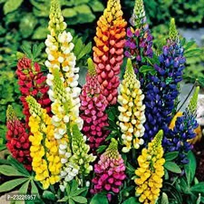 Lupin flower seeds,high germination (50 seeds)