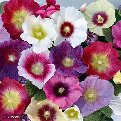 Hollyhock double flower seedshigh germination (16 seeds)