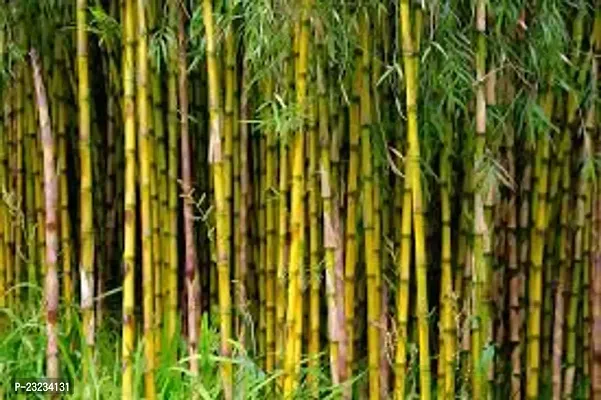Bamboo seeds for fencing,High germination (50 seeds)-thumb2