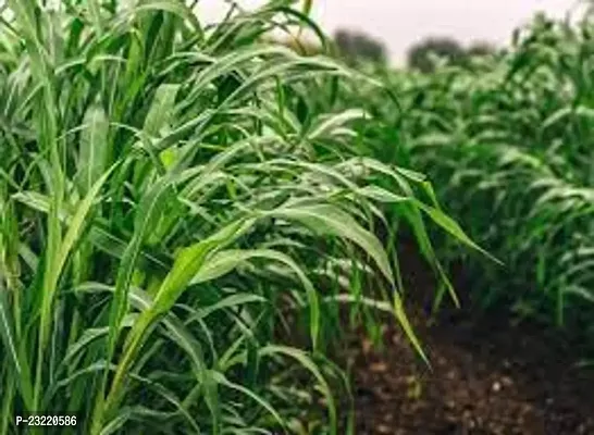 Sudan grass seed, Grass seeds sudan, Best seeds for sudan grass ( 7000 seeds )