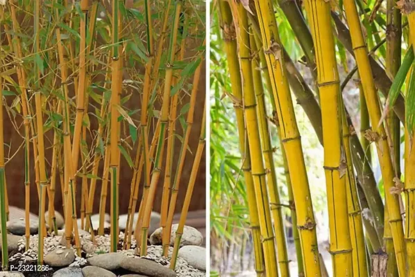 Yellow bamboo plant seeds (450 seeds)-thumb0