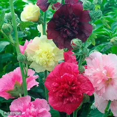 Hollyhock double flower seedshigh germination (20 seeds)-thumb3